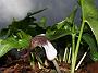 Arisarum proboscideum